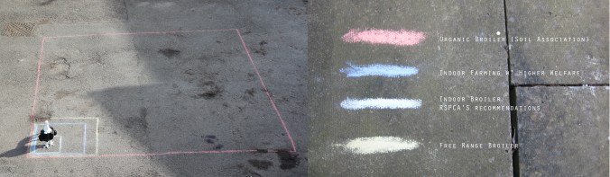 CCF_web_space_per_bird