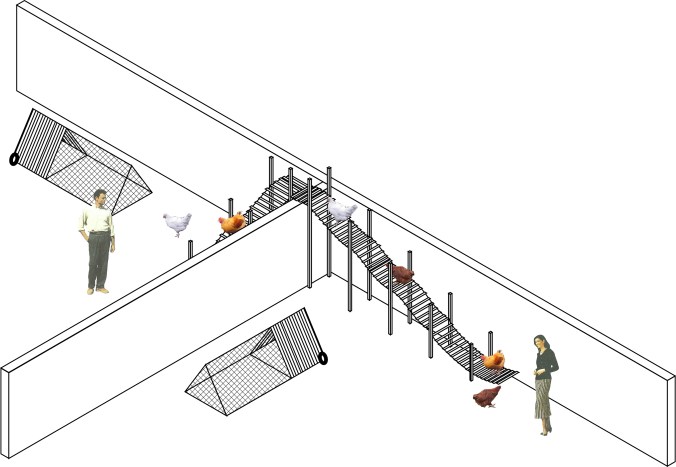gardens_chickens_drawing_1